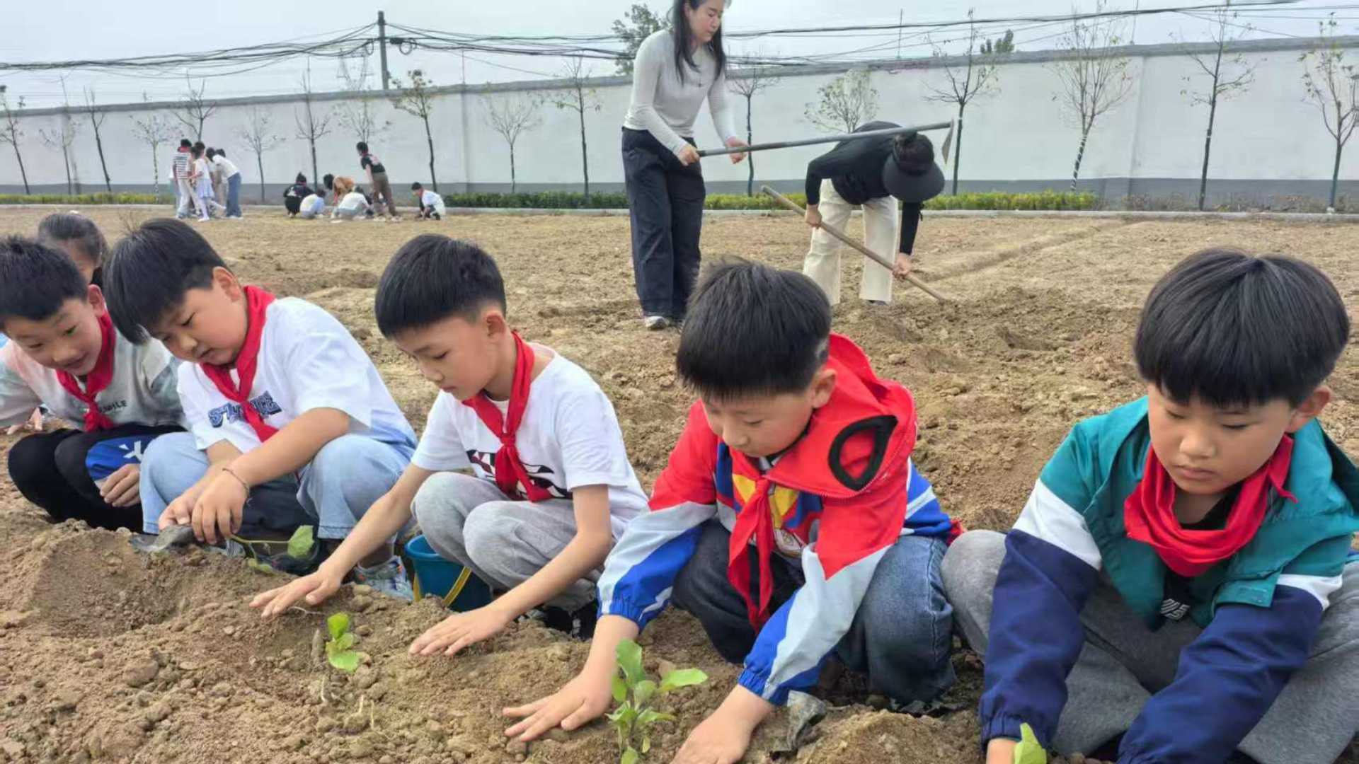 種好自己的責任田——江蘇省徐州市銅山區(qū)鄭集鎮(zhèn)田莊小學關(guān)工委開展耕讀實踐活動