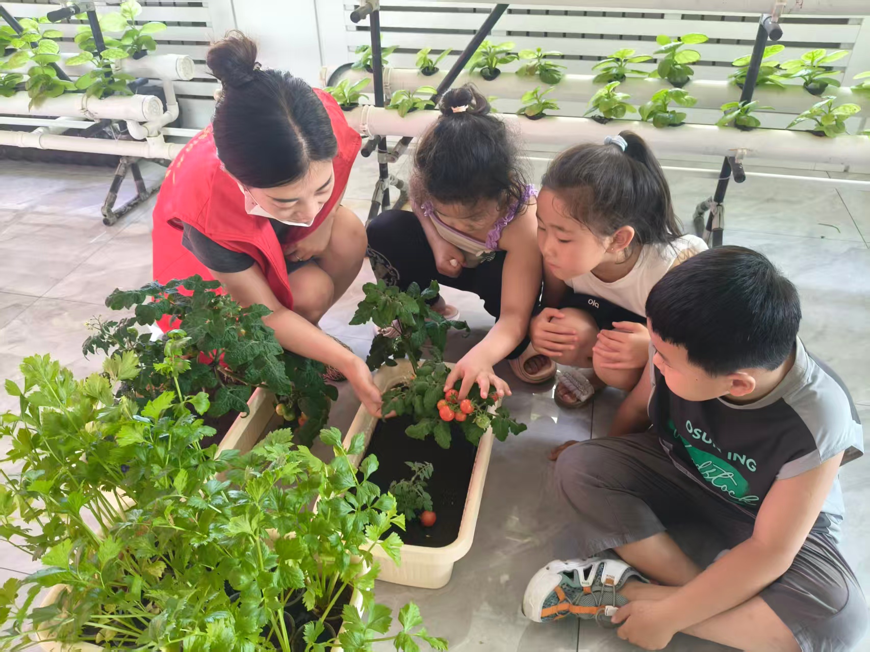童手擷得紅實艷 社心耕耘碩果豐——內蒙古自治區赤峰市元寶山區西城街道新景四季東關工委開展兒童采摘活動