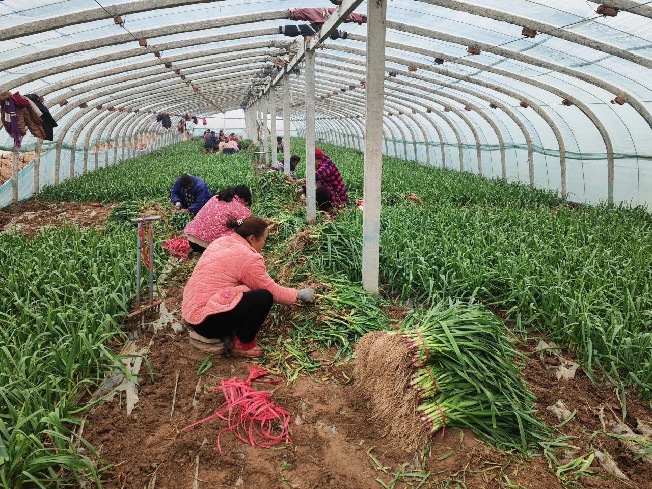 江蘇省徐州市豐縣關工委：“蒜苗經濟”拓寬農民致富路