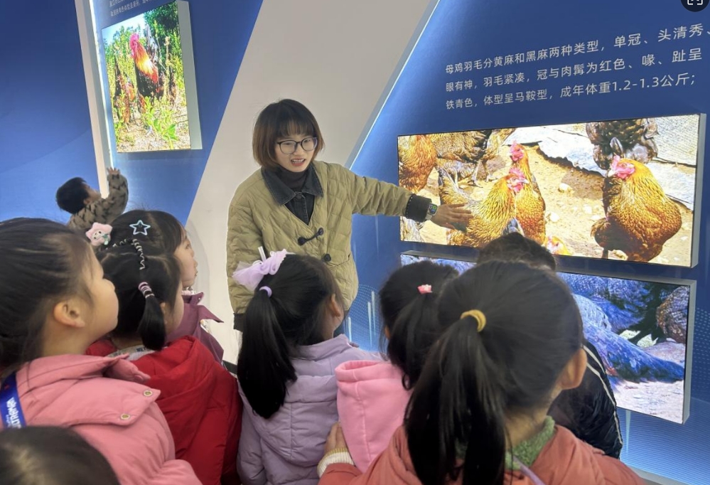 江西撫州崇仁縣第二幼兒園組織幼兒參觀“崇仁麻雞”文化科普館