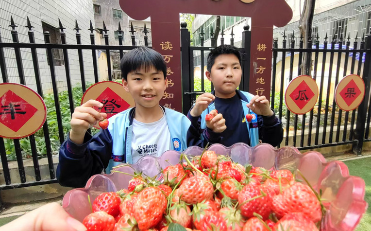 湖南省吉首市第三小學關工委：“童”育“莓”好果，勞動教育“活”起來